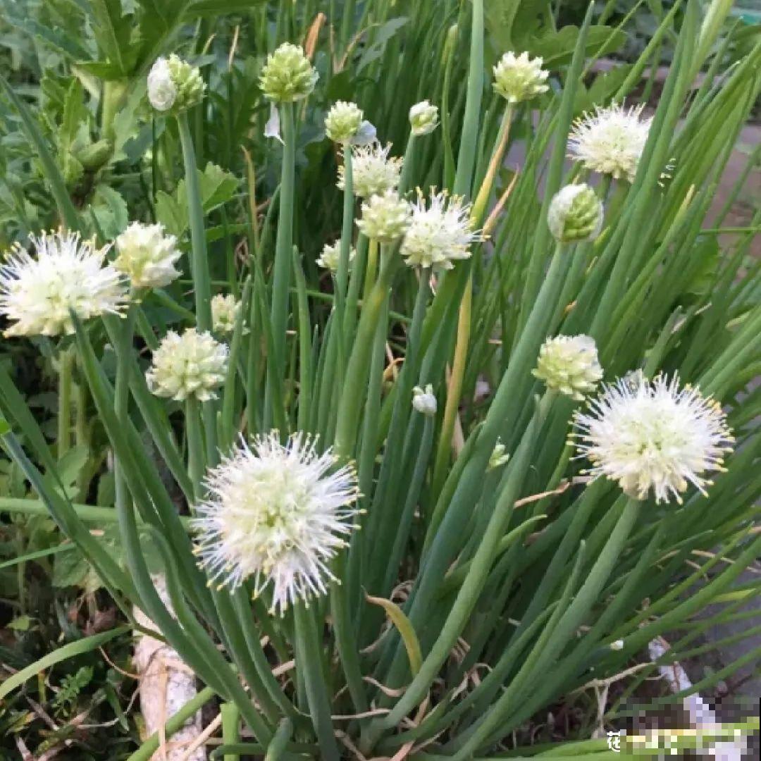 看图猜花名，100道题，测你的养花天分！