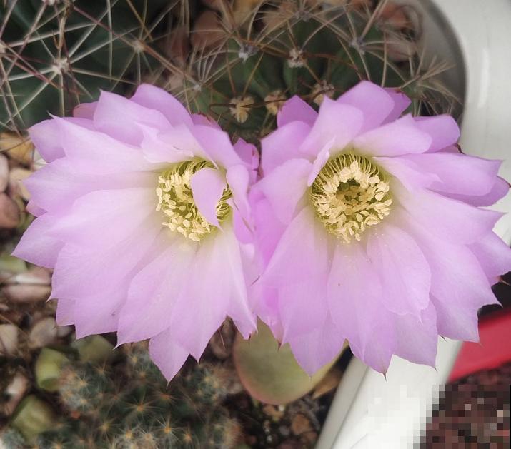 开花的仙人球,刷一下、结籽千千万,撒土里冒一盆苗! 开花的仙人球,刷一下、结籽千千万,撒土里冒一盆苗!