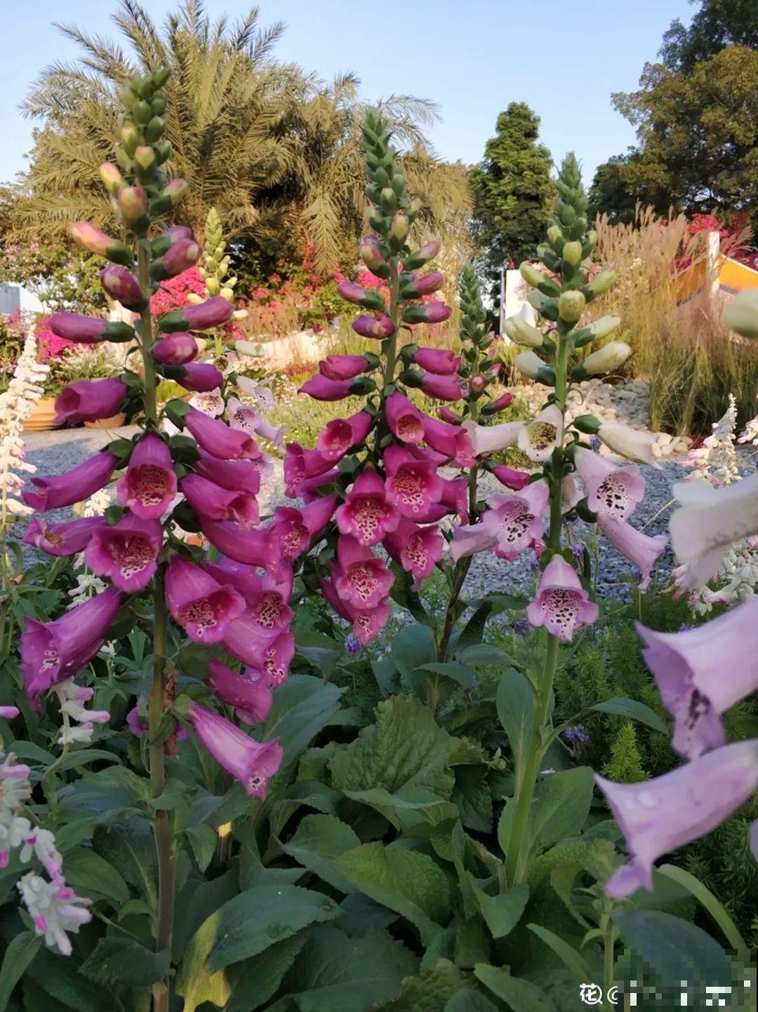 10种耐阴花，放在角落里，开花长成大树！