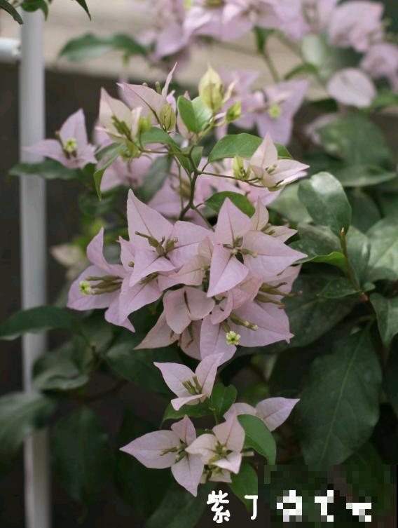 20平的小楼顶，养了100多盆三角梅，花团锦簇美不胜收！