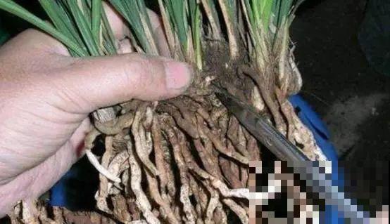 8种花换盆,换好了生一堆,换错立马死! 8种花换盆,换好了生一堆,换错立马死!