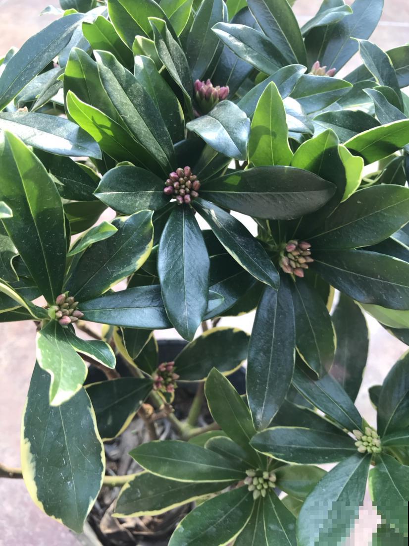 下个月开始，这10种花不能剪，剪了没花看，白养大半年！