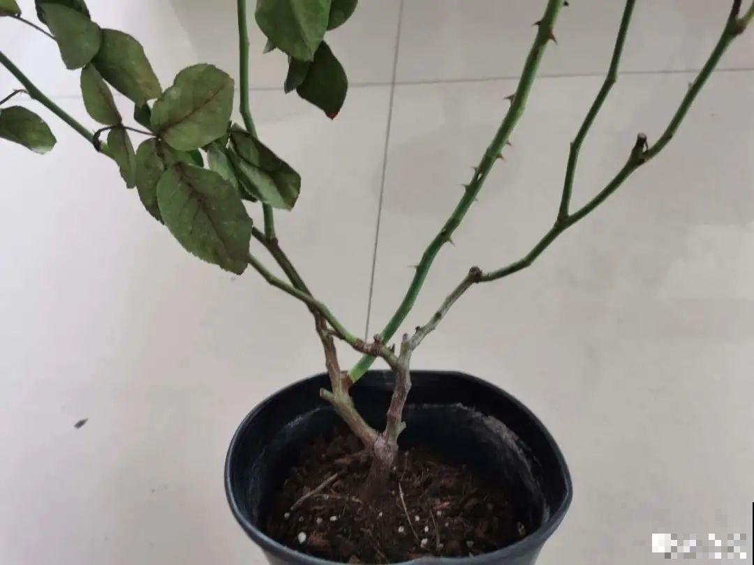 月季秋天这么养，长得快，狂冒芽，开花直到冬天！