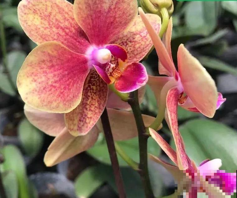 今年最火网红花，一次能开4个月，枝条挂满花蝴蝶！