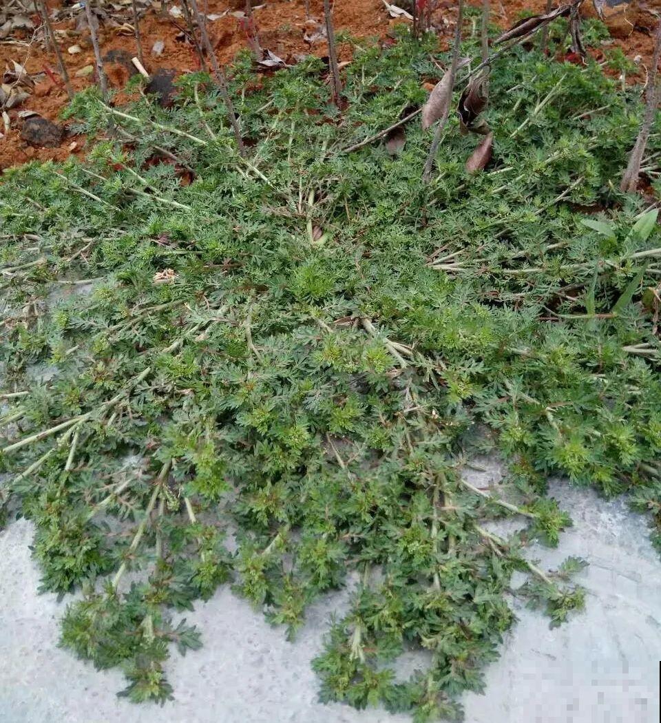 38种入侵植物,全村出来挖,挖完又长一大片 38种入侵植物,全村出来挖,挖完又长一大片