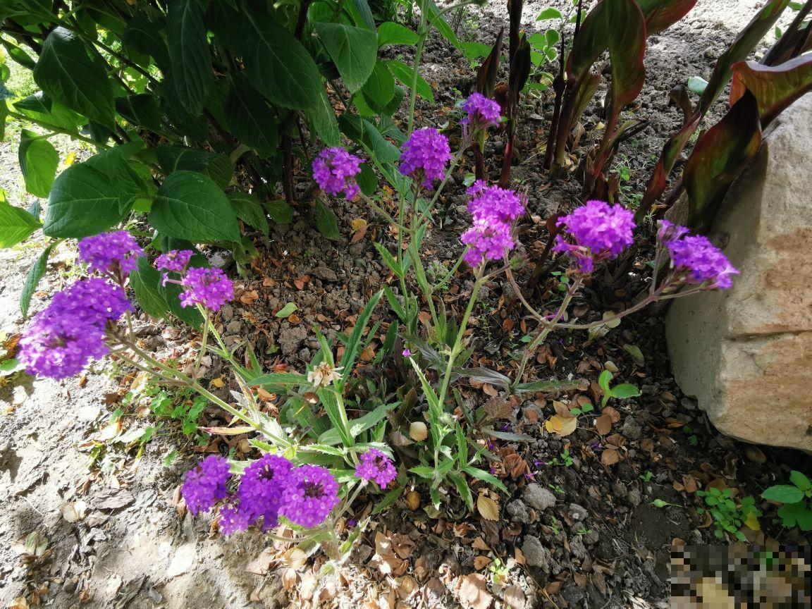 想要梦幻？不用去普罗旺斯，1把马鞭草种子满足你！