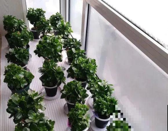 秋老虎来了，9种花进入“死期”，切莫大意！