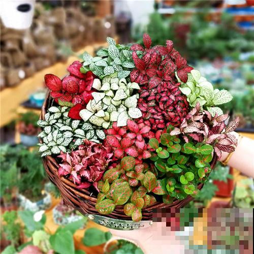 秋天就适合种草,叶子五彩斑斓,比月季三角梅都好看! 秋天就适合种草,叶子五彩斑斓,比月季三角梅都好看!