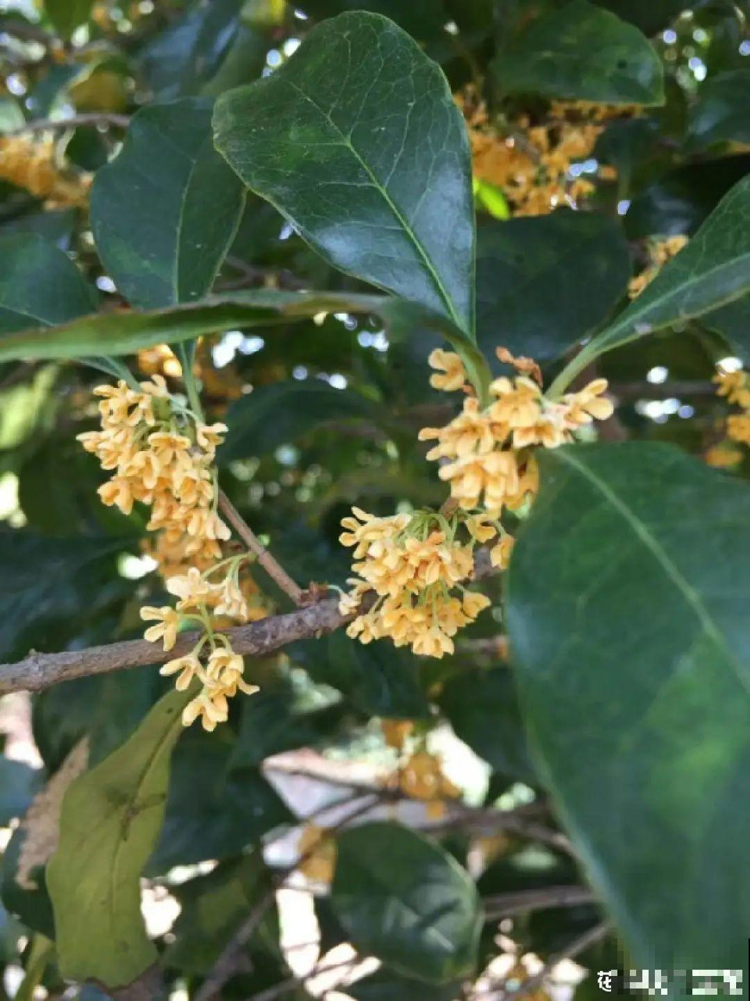 桂花秋天必须养，满树金黄，香飘四溢，不养吃亏了！