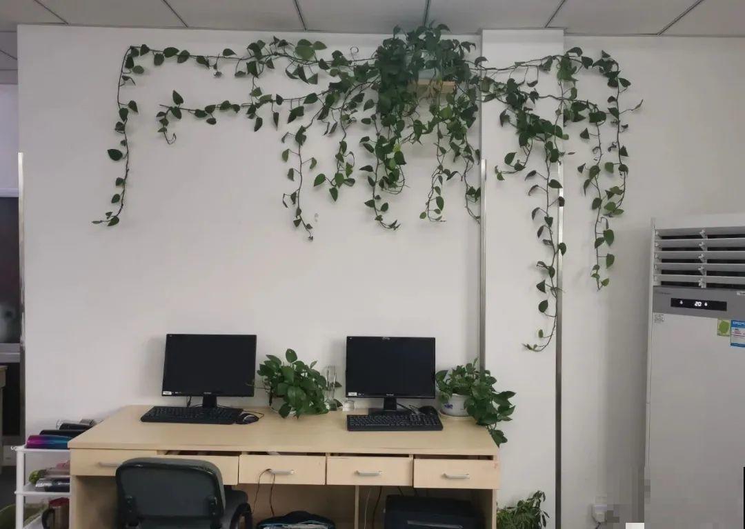 1米7的天竺葵，开花成瀑布，太震撼了