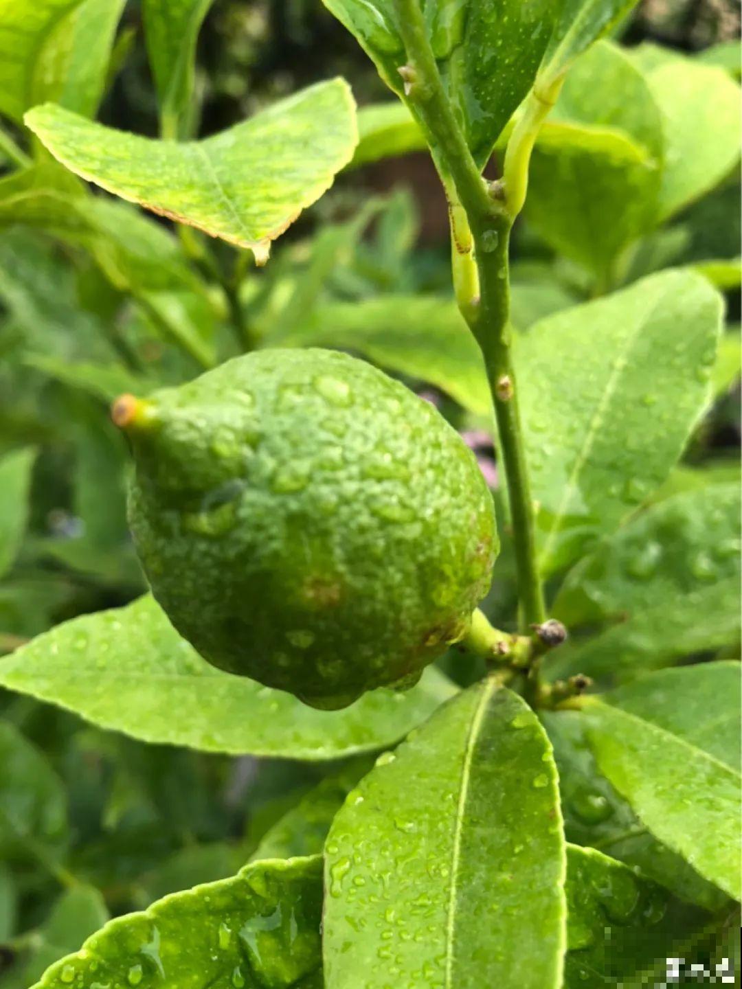 卧室养花要警惕，选不对，让你整夜睡不着！