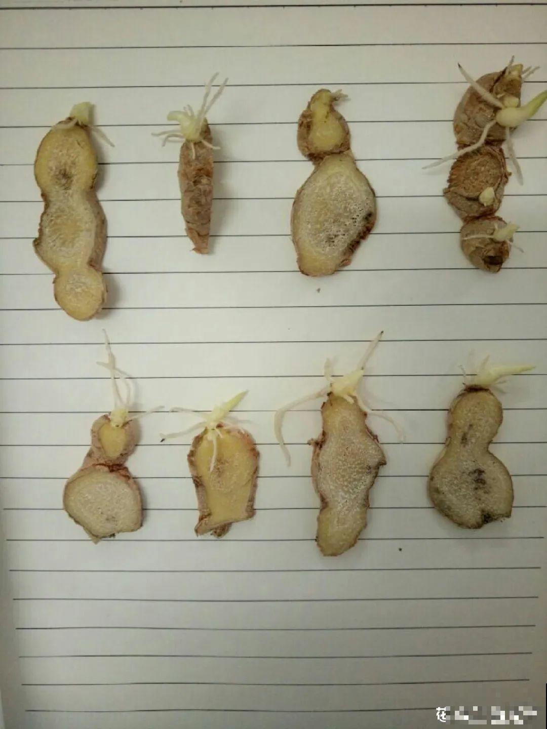 秋天养这4种菜，长得快、结果多，一茬茬吃不完！