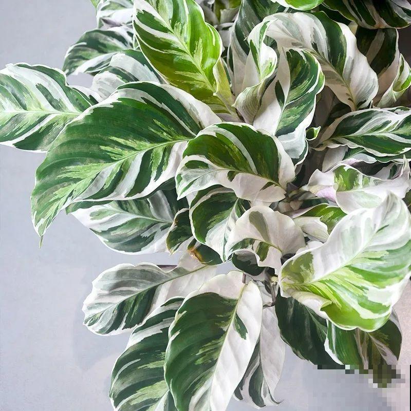 秋天养10种花，个个美得像油画，特别上档次！