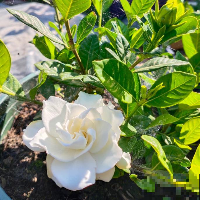 养这4种花，就得配好土，不黄叶不烂根！