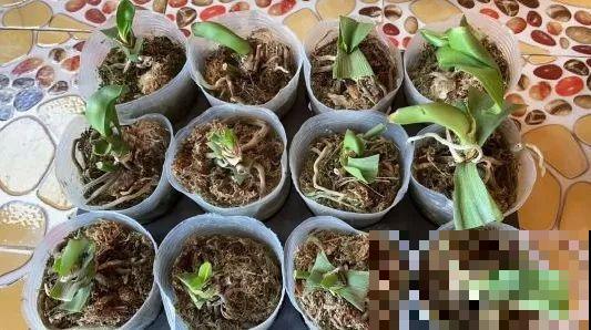 路边也能捡到“宝”,回家养一养,开成宝贝花! 路边也能捡到“宝”,回家养一养,开成宝贝花!