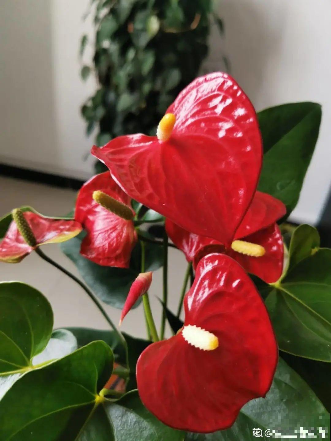 6种花开花就像假的，花期还特长，凑近一看才能辨别