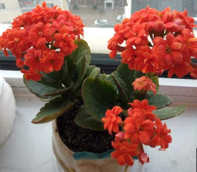 秋季养花大合集，30种花，你想要的我全有！