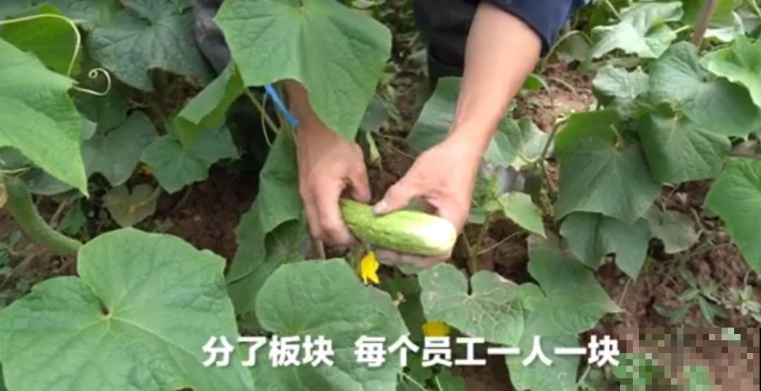 重庆一家企业,楼顶用来种菜养花,佩服! 重庆一家企业,楼顶用来种菜养花,佩服!