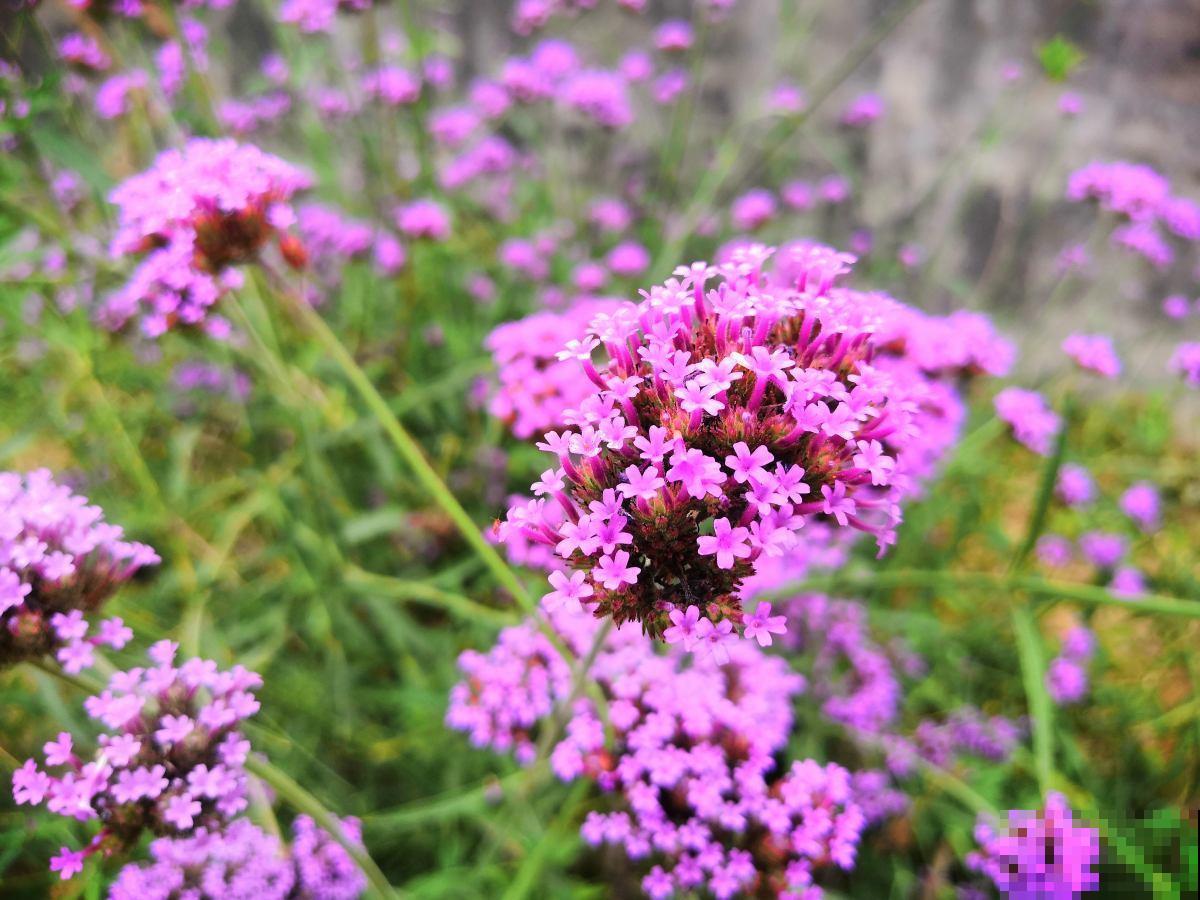 想要梦幻？不用去普罗旺斯，1把马鞭草种子满足你！