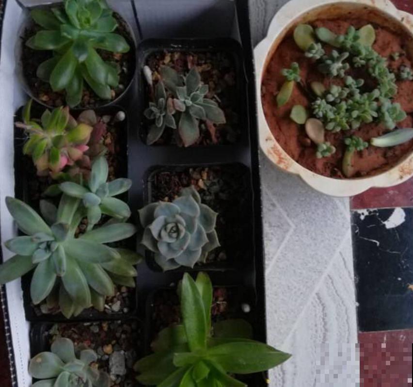 同样多肉淋雨，为啥别人家的越长越壮，你的直接拜拜？