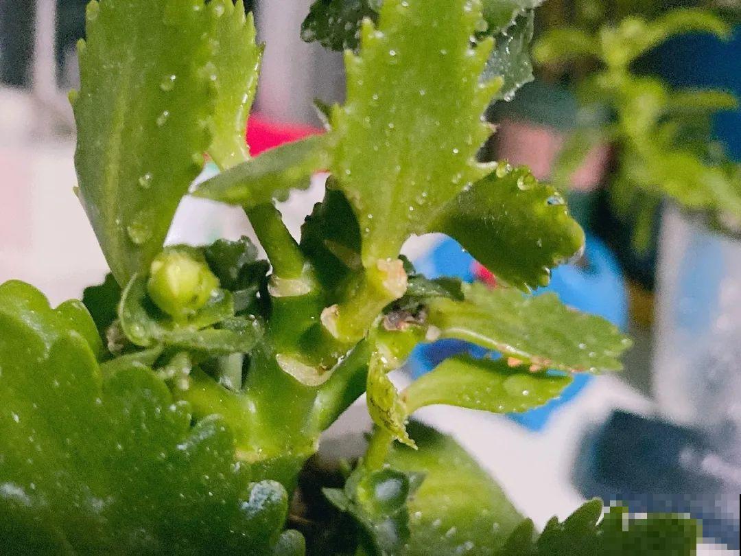 长寿花睡了一个夏天，终于要睡醒了，抓紧修剪才能继续旺长