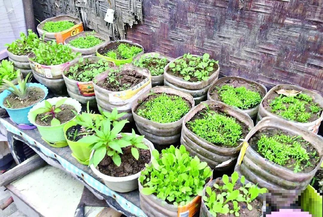 把菜种自家墙上,多得吃不完,太震撼 把菜种自家墙上,多得吃不完,太震撼