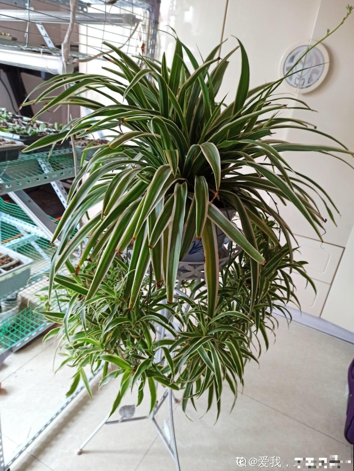 卧室养这5种植物,好看又能释放氧气,让你舒适好梦! 卧室养这5种植物,好看又能释放氧气,让你舒适好梦!