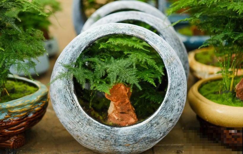 文竹总是枯黄,找准原因,对症下药,新叶子绿油油! 文竹总是枯黄,找准原因,对症下药,新叶子绿油油!