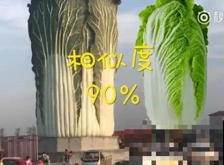 农村大姐，种出1.5米大冬瓜，我看谁还敢说矮！