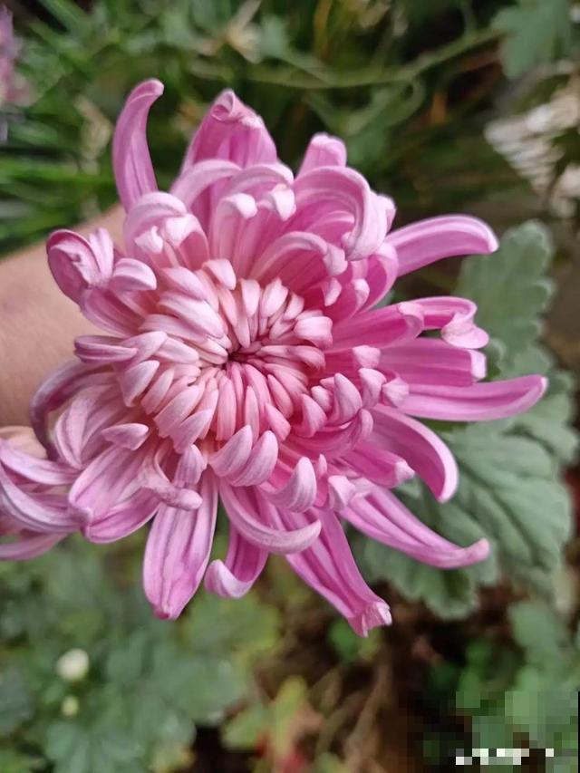 20种花秋天浇水避坑指南,现在就注意,来年长更好! 20种花秋天浇水避坑指南,现在就注意,来年长更好!