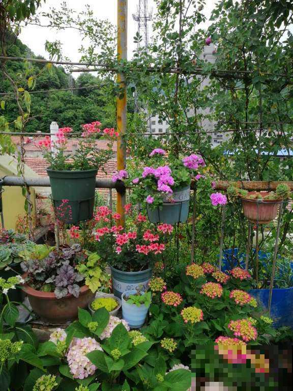 养花在精不在多，一盆精品，胜过10盆普通花！