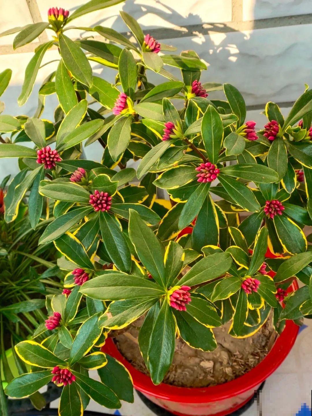 现在开始，这10种花不能剪，剪了开花难！