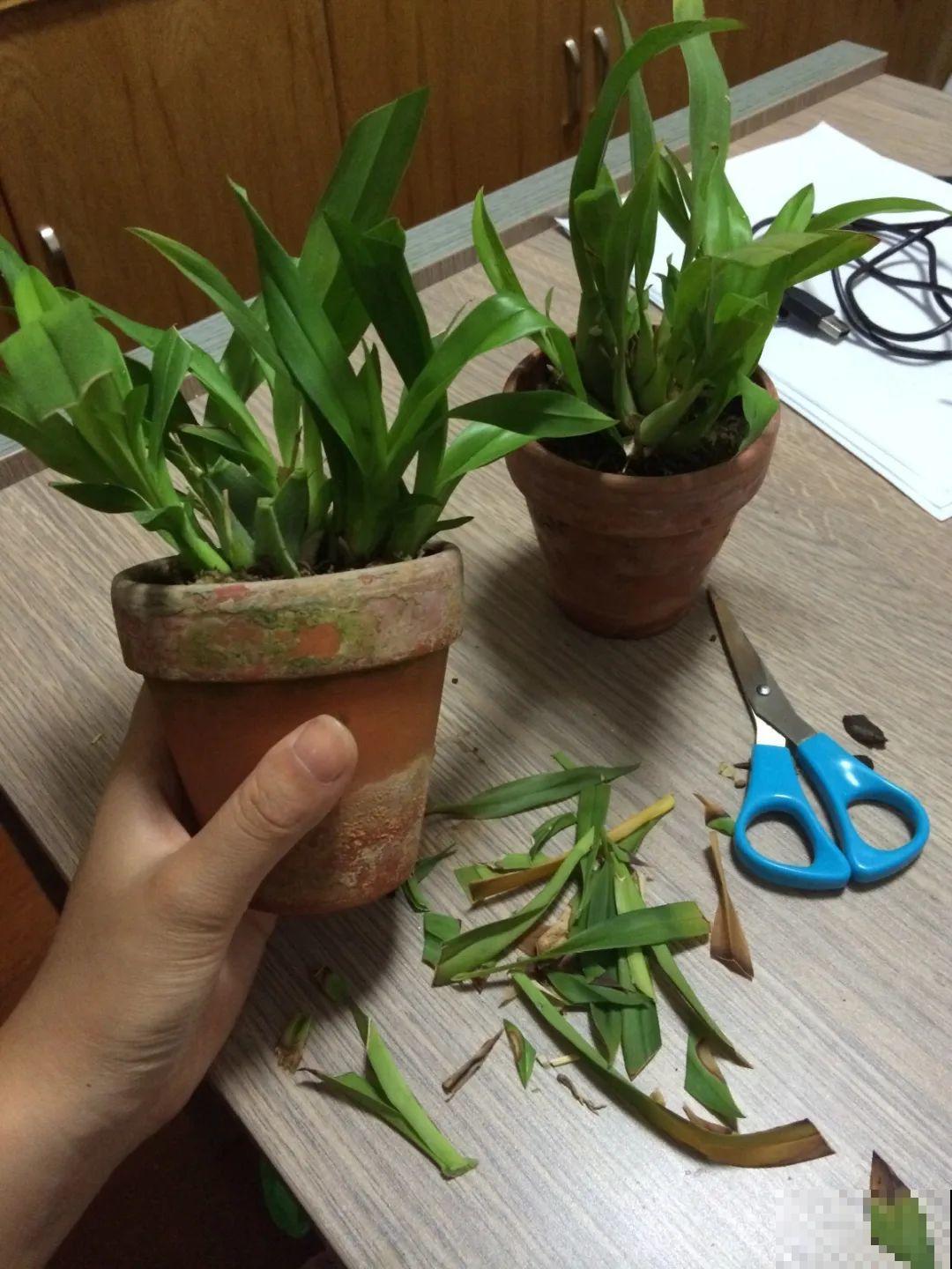 三伏已过,这花可以处理了,晚了错过开花! 三伏已过,这花可以处理了,晚了错过开花!