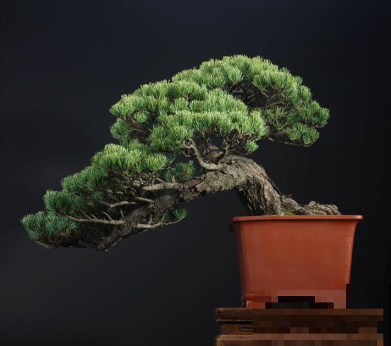 惊艳的6大盆景造型,中国植物艺术的巅峰,收藏起来! 惊艳的6大盆景造型,中国植物艺术的巅峰,收藏起来!