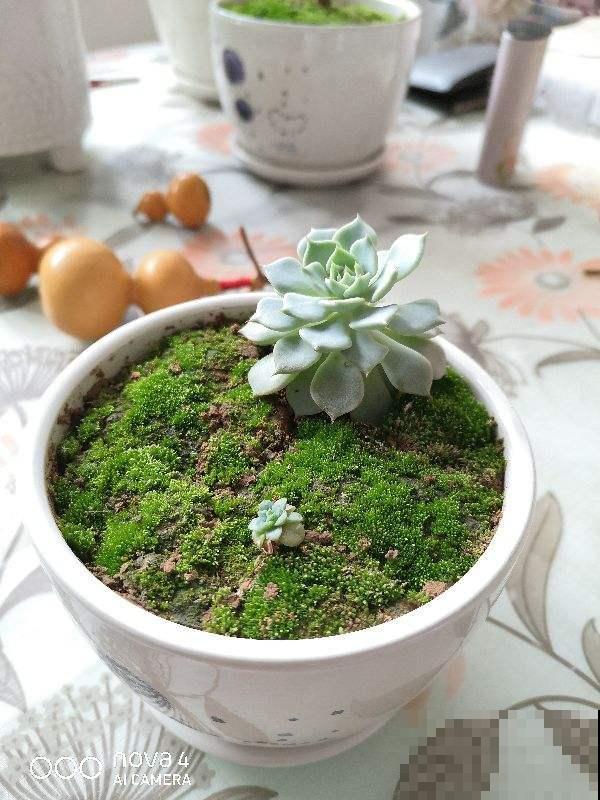 适合闷热初秋的6种花，养一盆绿油油，看着心情也好