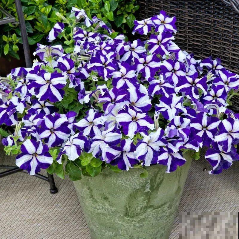 立秋后就养它，下个月爆盆，开花5、6次！