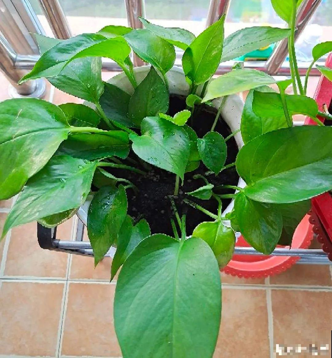 路边也能捡到“宝”,回家养一养,开成宝贝花! 路边也能捡到“宝”,回家养一养,开成宝贝花!