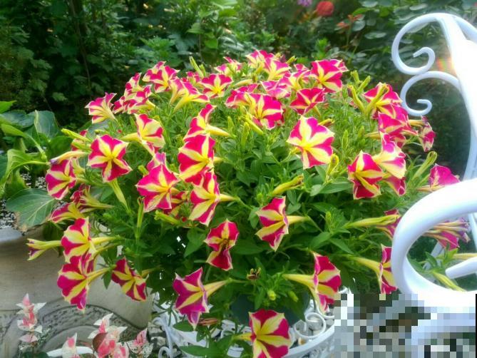 现在是播种最佳时期,种多少活多少,从秋开到春! 现在是播种最佳时期,种多少活多少,从秋开到春!