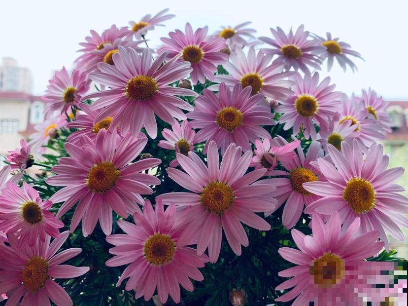 玛格丽特养不好?教你6招,花盆都要被撑爆! 玛格丽特养不好?教你6招,花盆都要被撑爆!