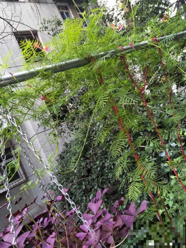 4种花就是吸血鬼，不能被缠上，否则死翘翘