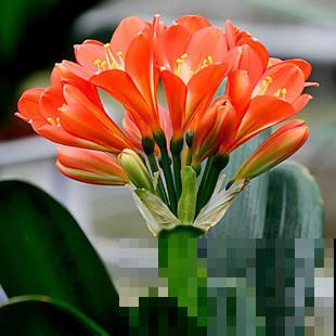 这花拔起来没有根,赶紧换盆,不然活不过俩月! 这花拔起来没有根,赶紧换盆,不然活不过俩月!