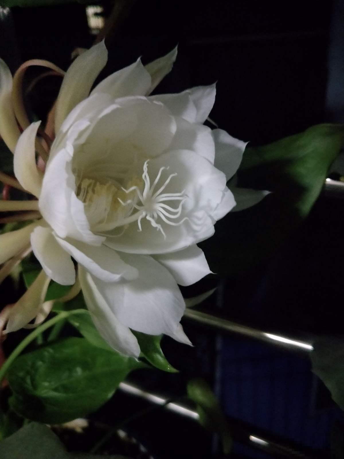 无肉不欢？这4种植物比你还爱吃肉，再加点酒长得更欢！