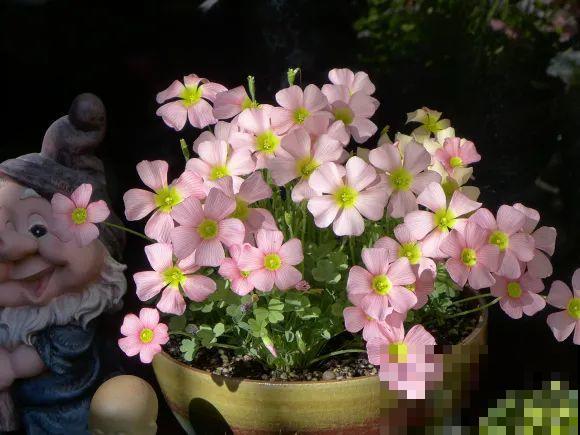 秋天的院子,养点喜欢的花,乐得自在 秋天的院子,养点喜欢的花,乐得自在