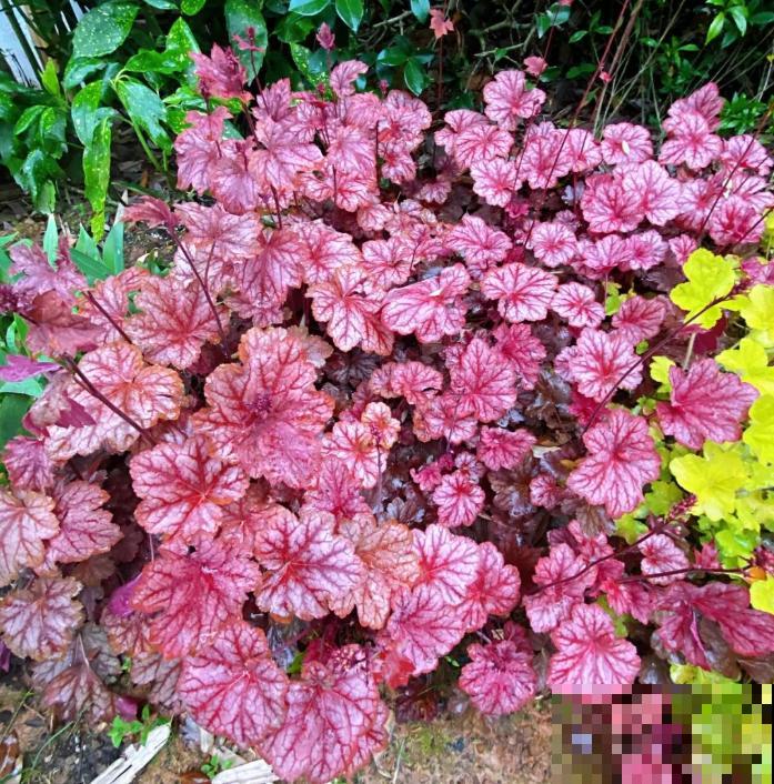 养花在精不在多,一盆精品,胜过10盆普通花! 养花在精不在多,一盆精品,胜过10盆普通花!