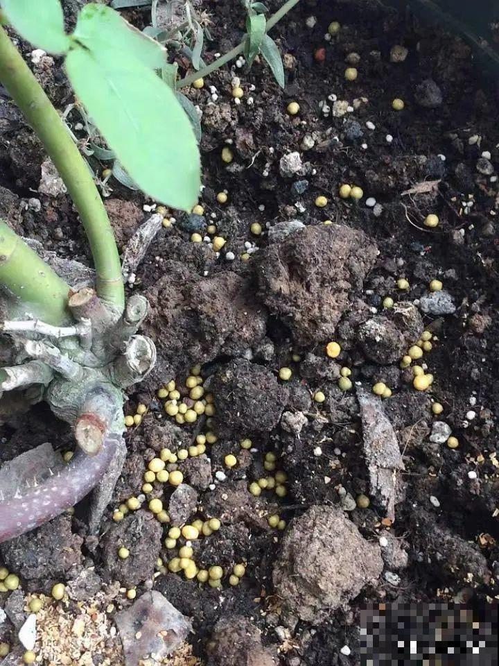 9月施肥季,这花赶紧贴秋膘,才能爆开花! 9月施肥季,这花赶紧贴秋膘,才能爆开花!