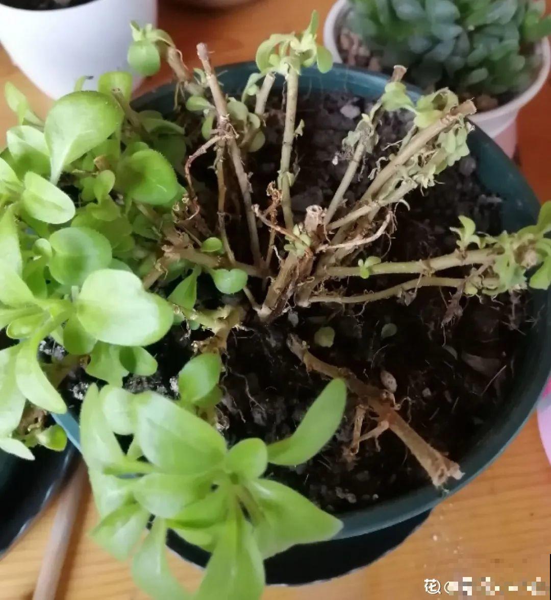 8种花,养小不养老,越老开花越少! 8种花,养小不养老,越老开花越少!