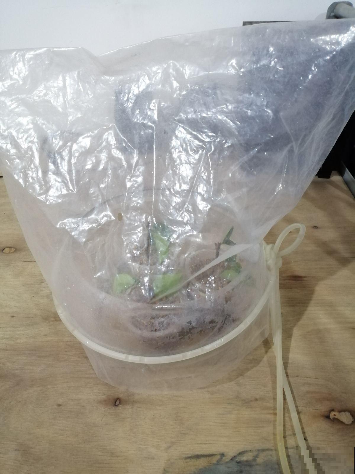 塑料袋可是养花好东西，拿来套花盆，花长得更加油亮