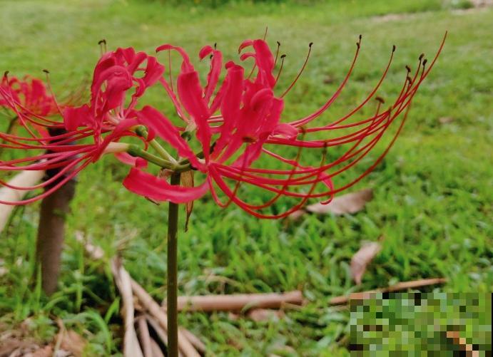 石蒜科的花,个比个漂亮,却是危险的有毒植物! 石蒜科的花,个比个漂亮,却是危险的有毒植物!