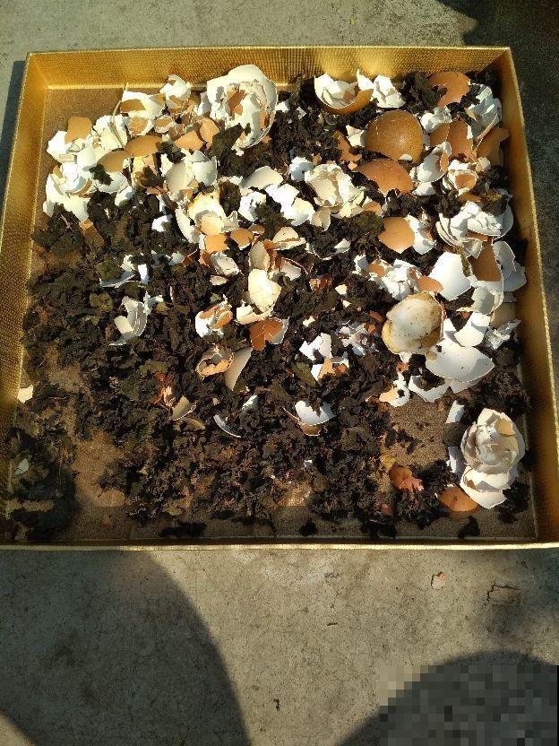 鸡蛋壳直接扣土里，三天长满小黑飞，到底为啥？
