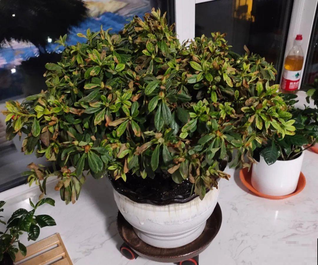 公认难养的花,养一盆死一盆,从来没有养活过! 公认难养的花,养一盆死一盆,从来没有养活过!